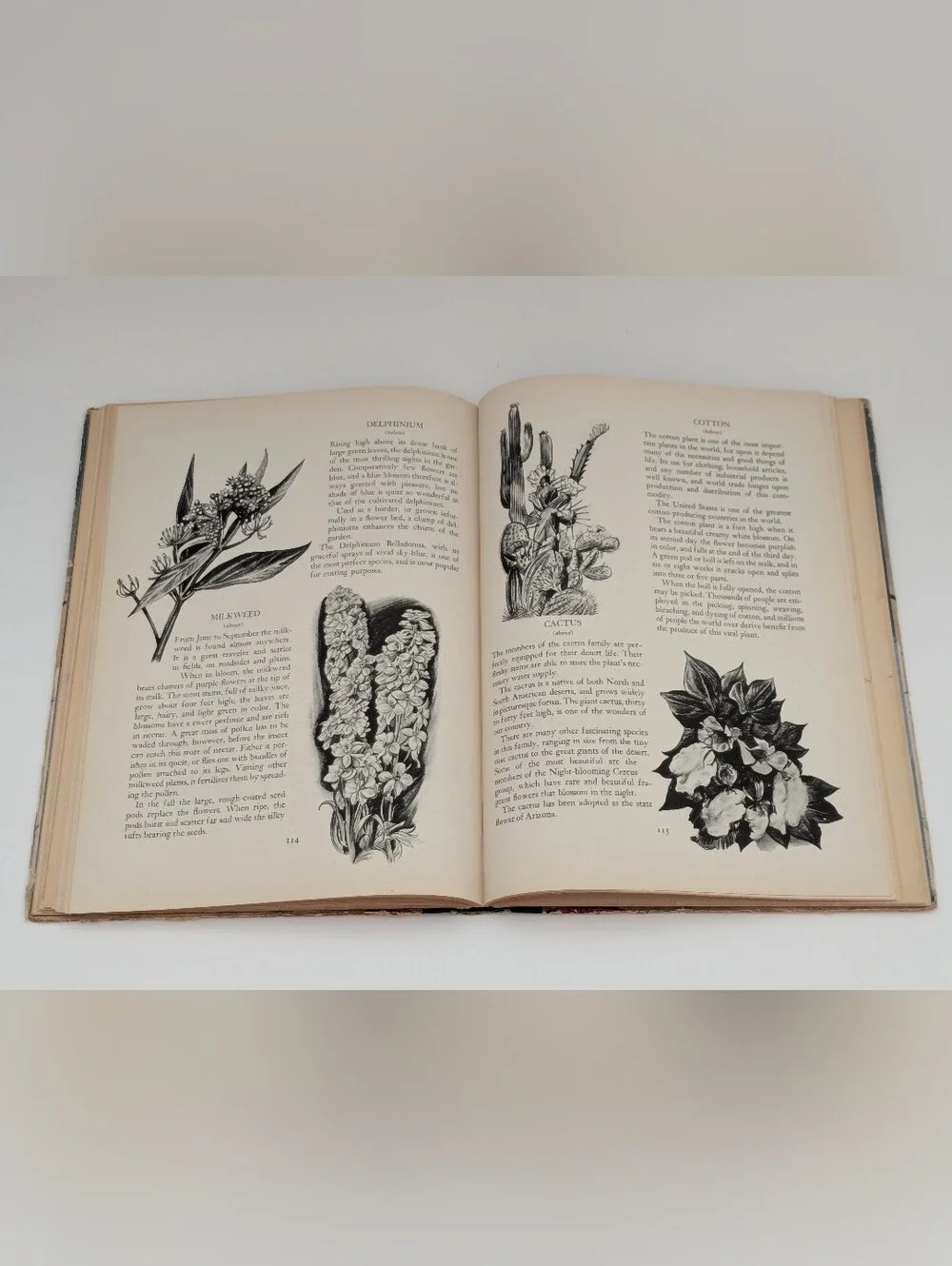 *Vintage* A Picture Book of Nature illustrated by Samuel Nisenson, 1943